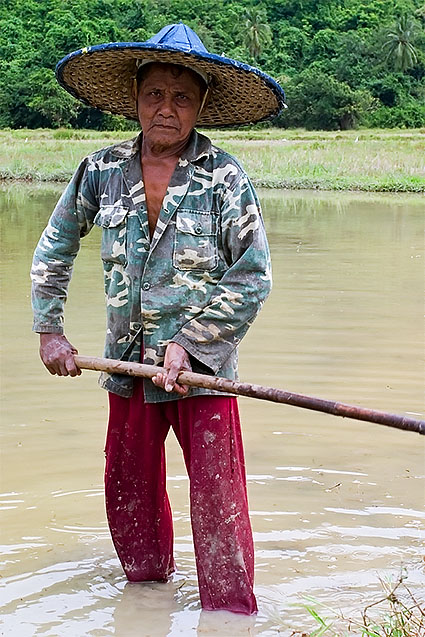 Paddy maintenance just after the rice harvest, Phattalung province