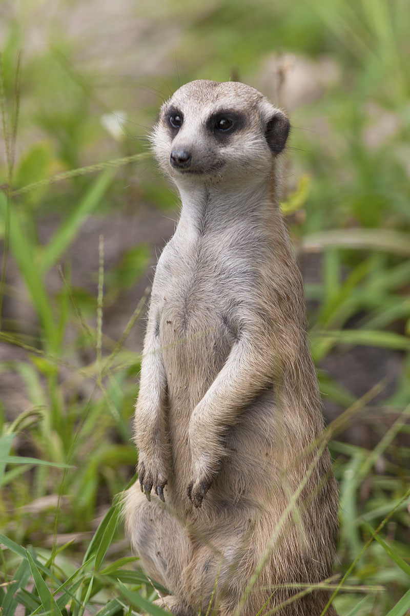 Canon EF 300mm f/4L IS | Canon EOS 10D | ISO:200 | Aperture: f/6.3 | Shutter Speed: 1/400s