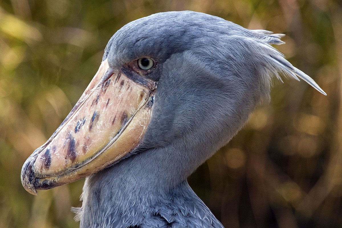 Canon EF 70-200mm f/4L IS | Canon 10D | Canon EF 1.4x II Extender | ISO:200 | Aperture: f/5.6 | Shutter Speed: 1/200s | Focal length: 280mm