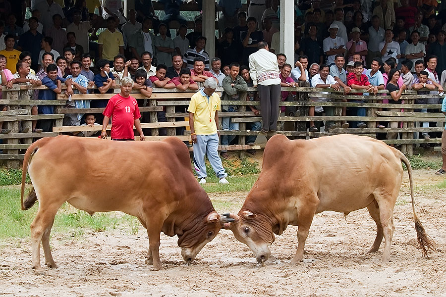 You can watch bulls fighting in Hat Yai if it appeals to you
