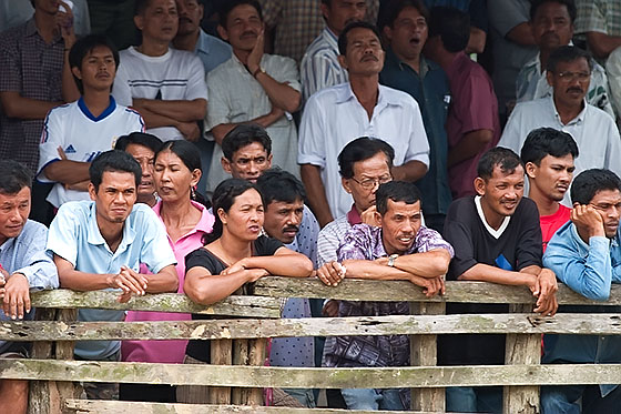 Spectators at a bullfight in southern Thailand