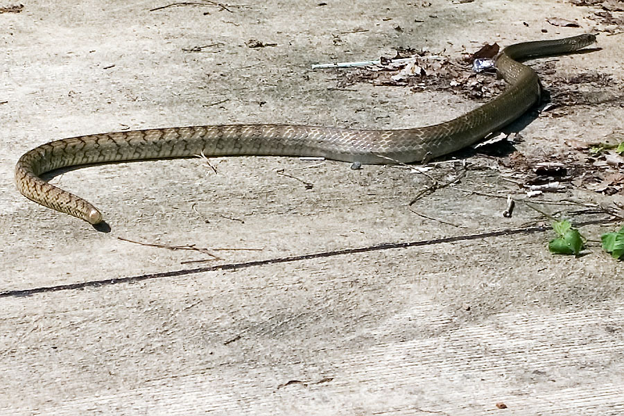 Ratsnake