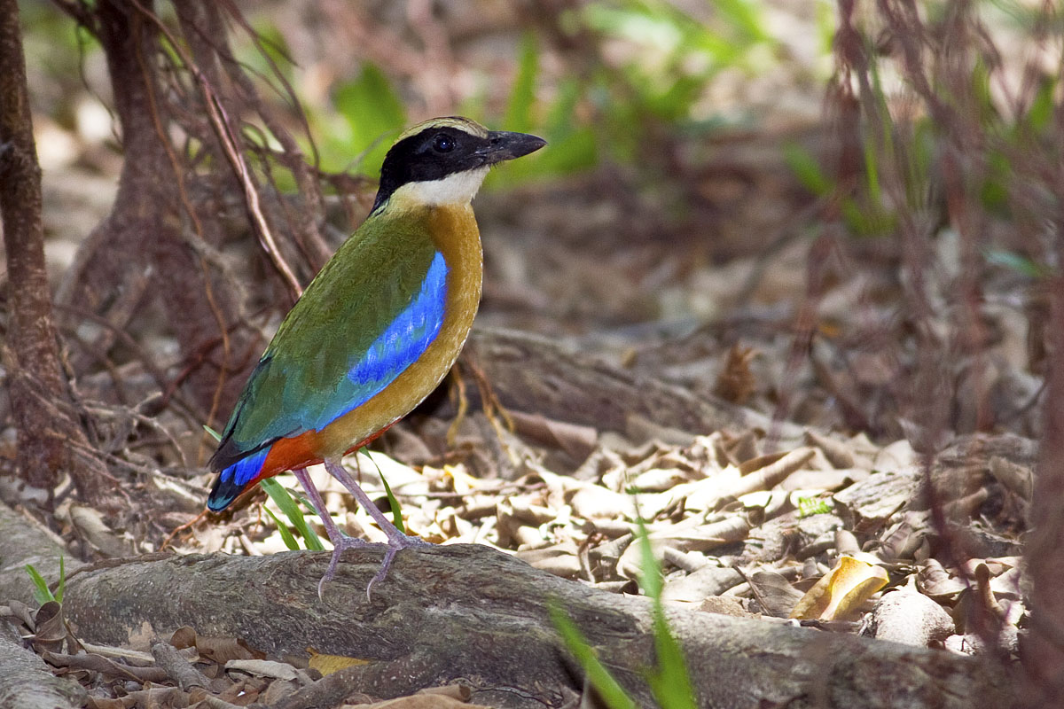 Canon EF 400mm f/5.6L | Canon EOS 40D | Canon 550EX | ISO:400 | Aperture: f/6.3 | Shutter Speed: 1/250s