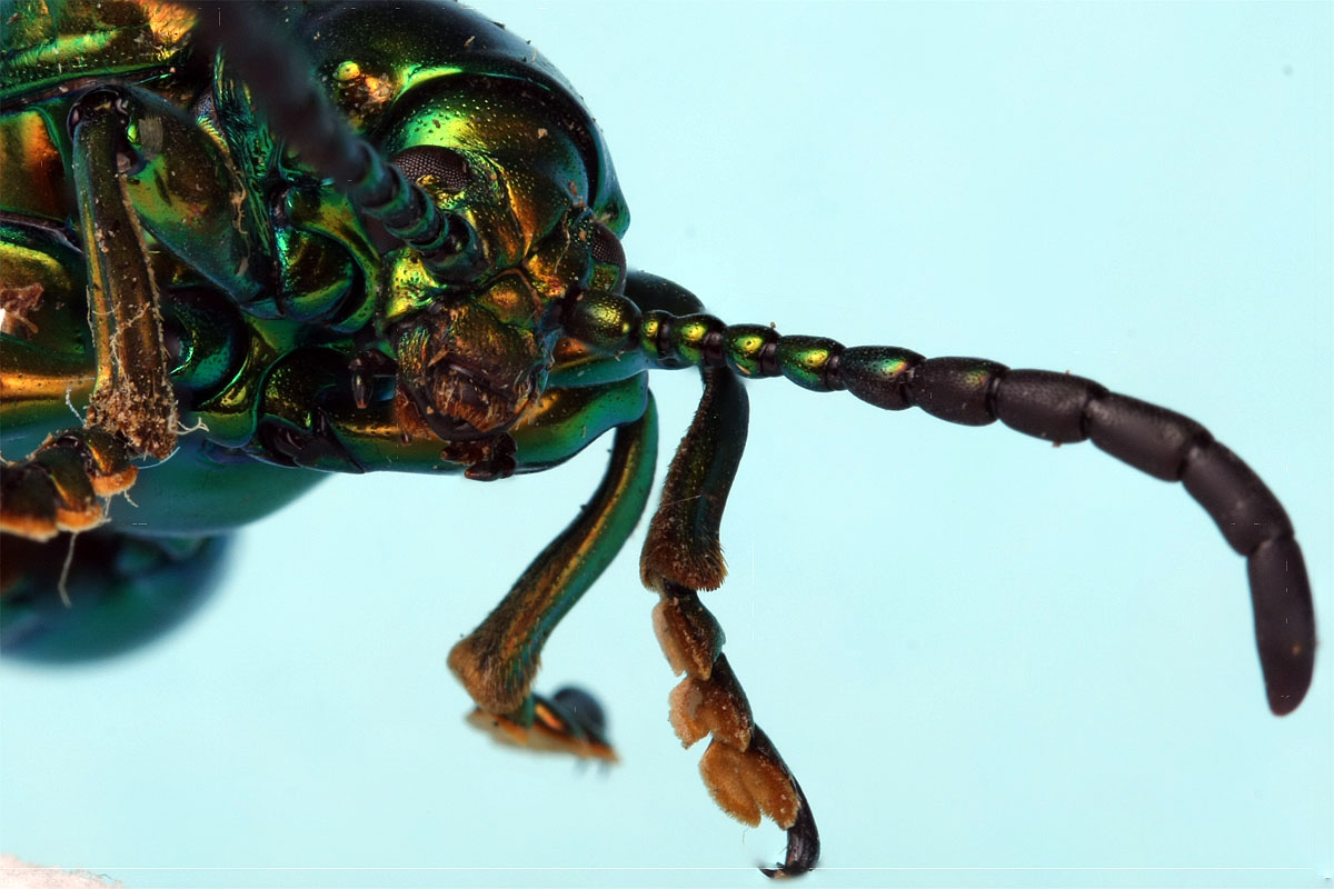 Canon EF 100mm f/2.8L IS Macro | Canon EOS 40D | ISO:200 | Aperture: f/11 | Shutter Speed: 1/60s | Electra Studio Lighting