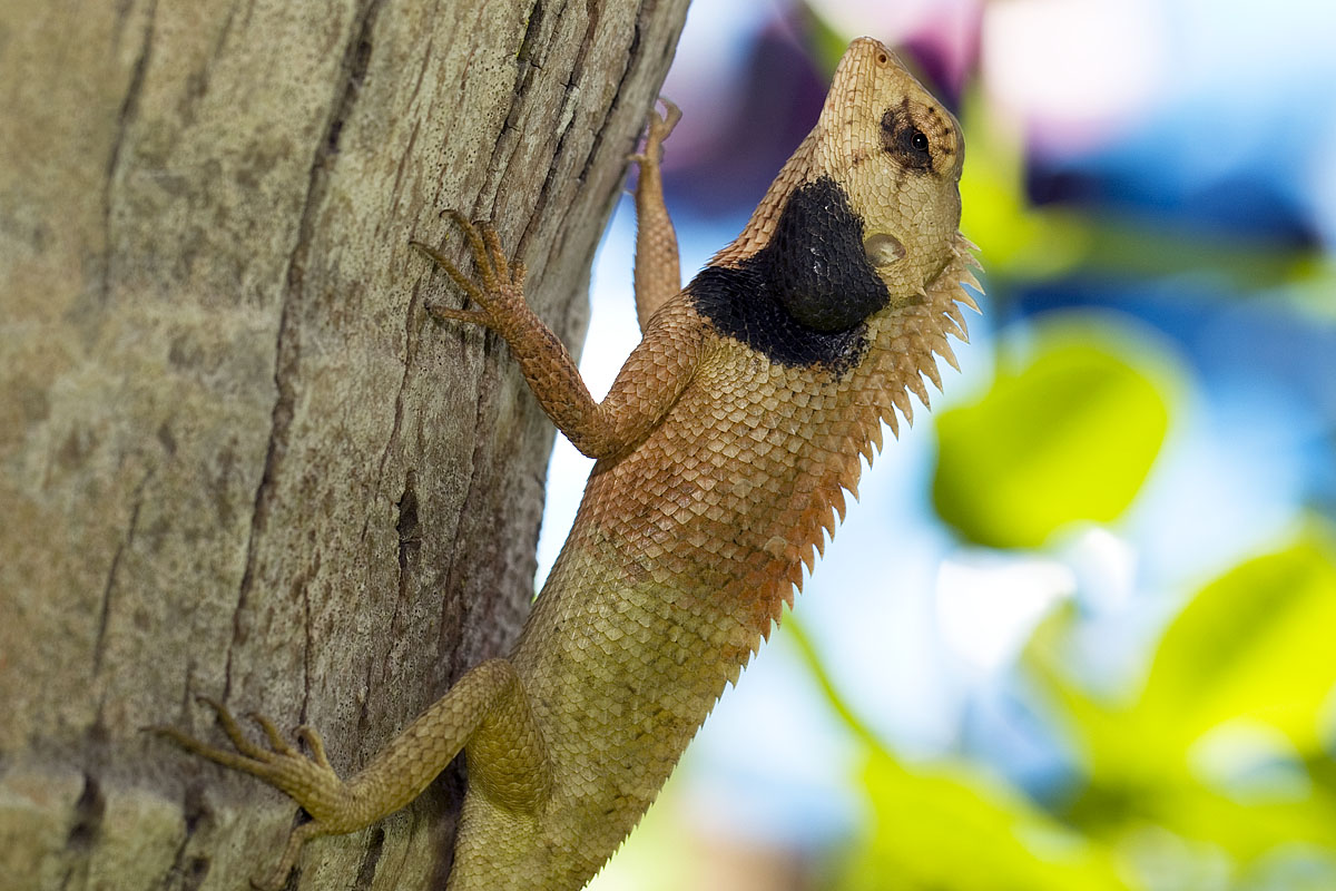Canon EF 100mm f/2.8L IS Macro | Canon EOS 40D | ISO:100 | Aperture: f/6.3 | Shutter Speed: 1/125s | Canon 430EX II