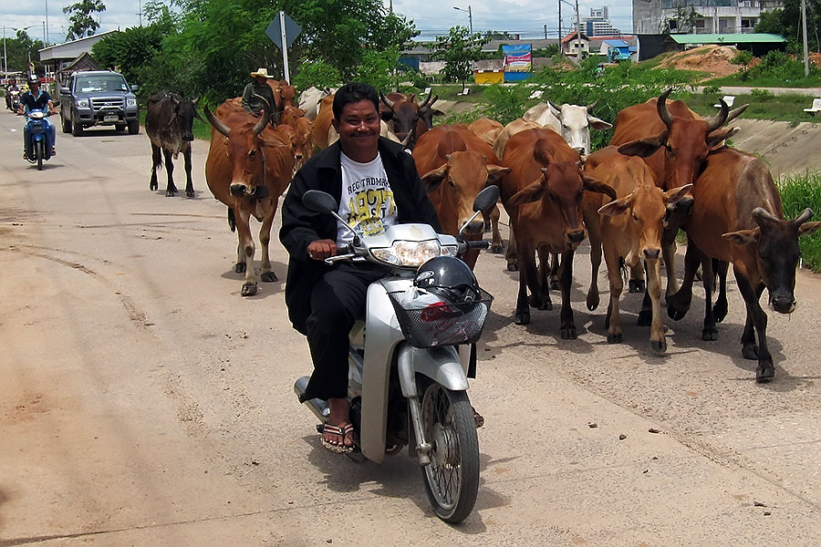 Motorbike and cows