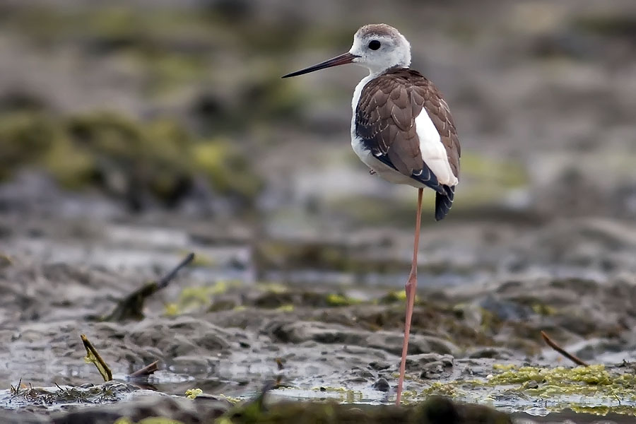 Juvenile Black-winged stilt