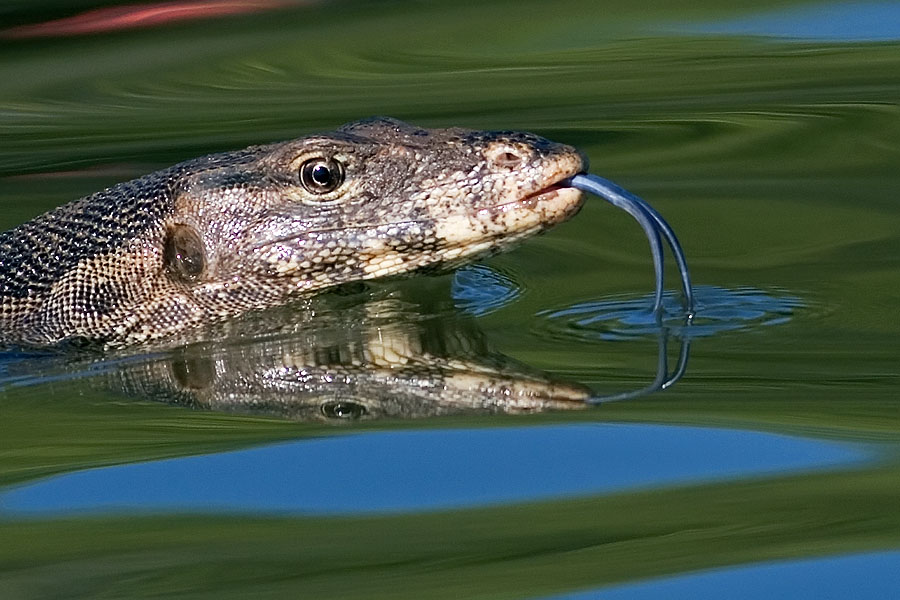 Asian water monitor in Krabi, Thailand