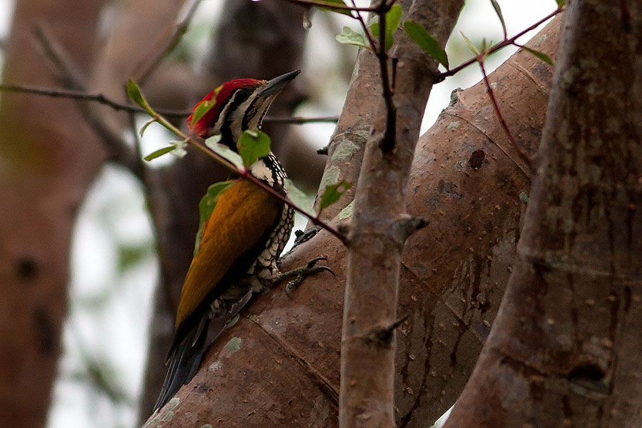 Greater flameback at Phattalung Botanical Gardens