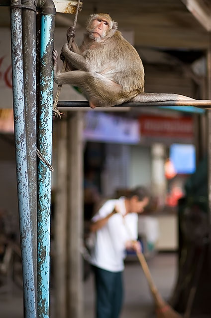 Naughty monkey, Phetburi, Thailand