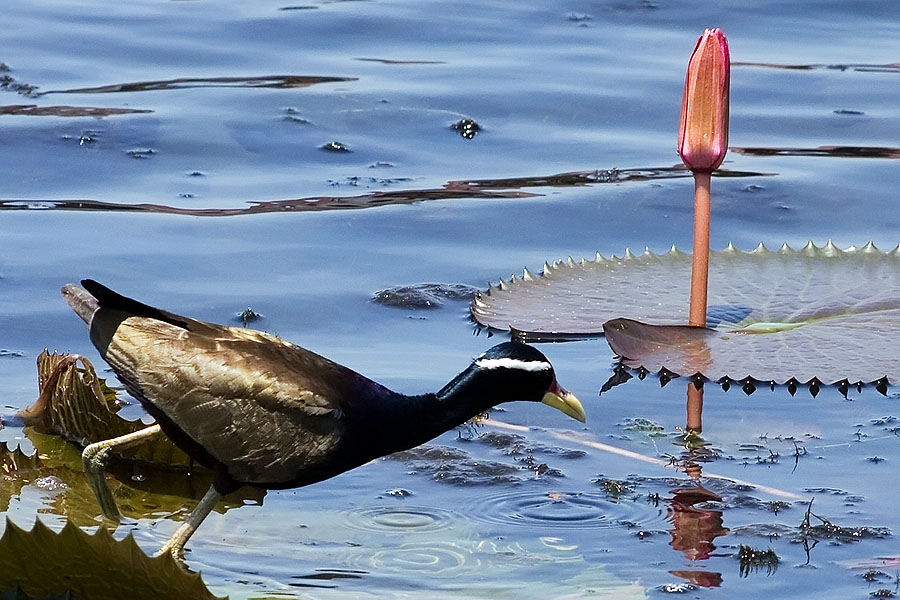 Bronze-winged Jacana at Thale Noi, Phattalung province, Thailand