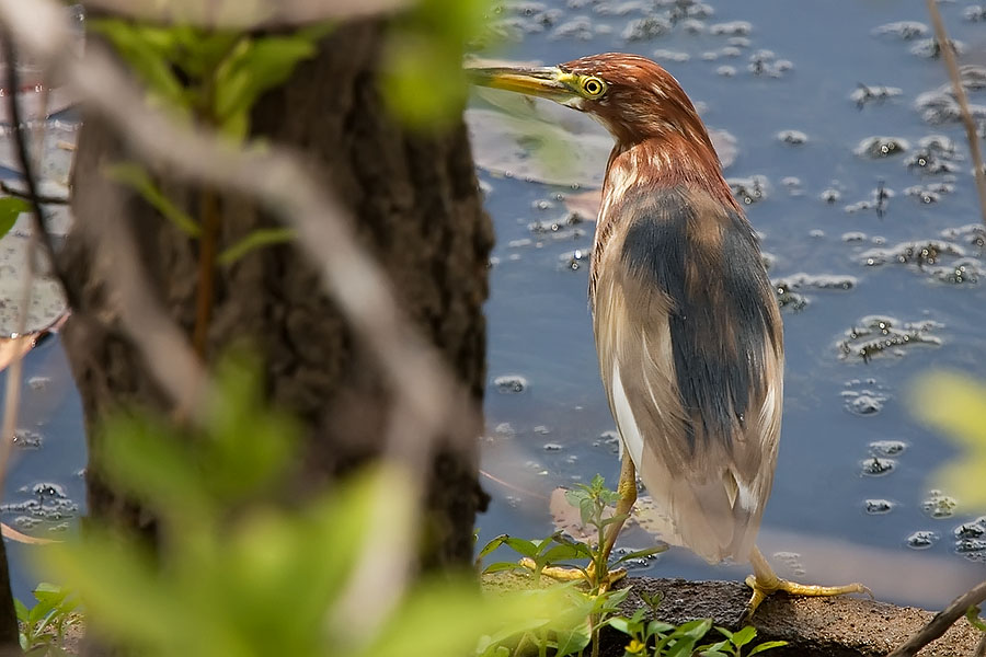 Chinese pond heron (Ardeola bacchus) at Thale Noi