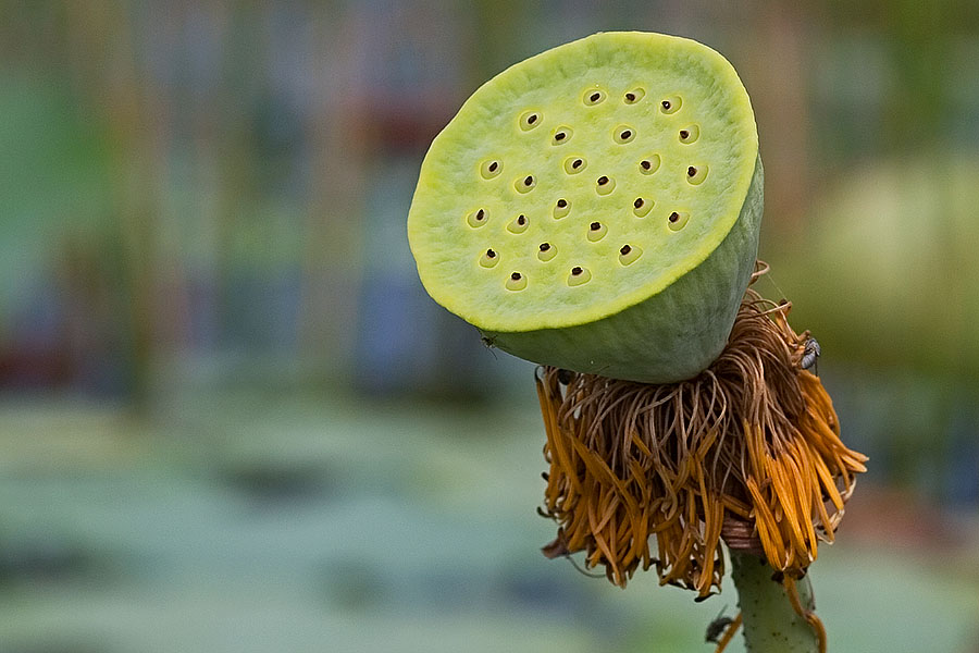 Empty lotus flower at Thale Noi, Phattalung province, Thailand