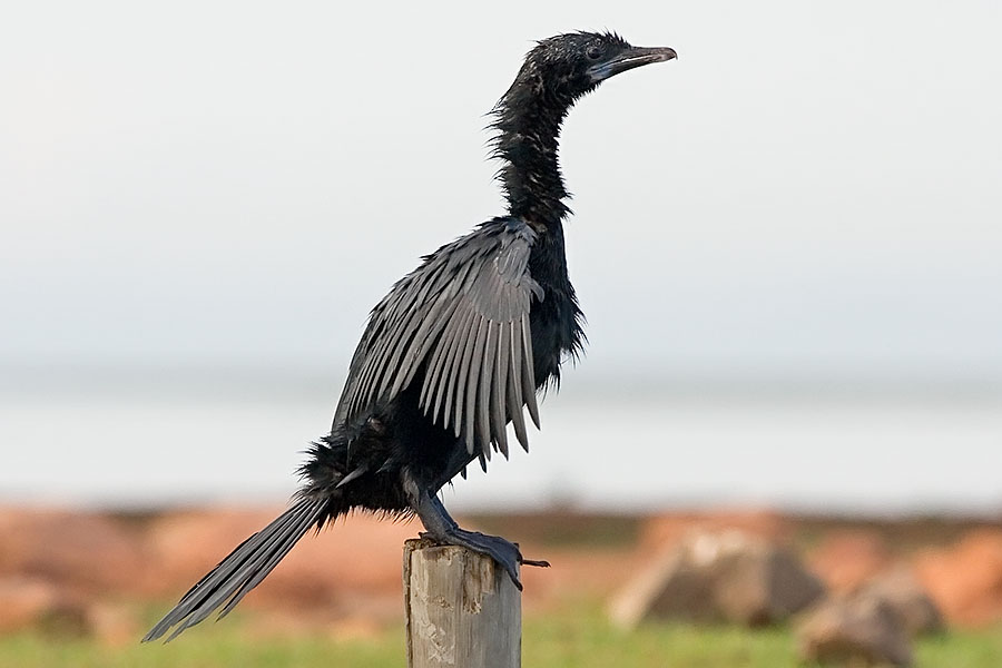 Little Cormorant at Thale Noi, Phattalung province, Thailand