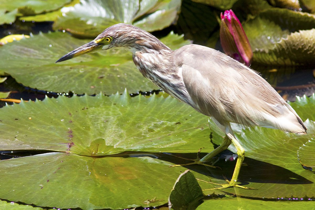 Canon EF 300mm f/4L IS | Canon EF 1.4x II | Canon EOS 40D | ISO:200 | Aperture: f/7.1 | Shutter Speed: 1/320s