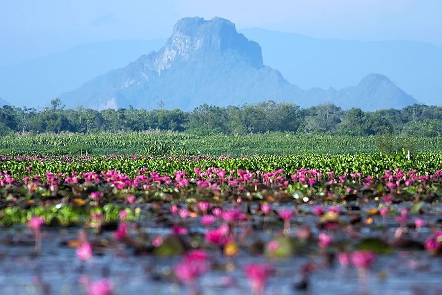 Thale Noi wetlands reserve in Phattalung province
