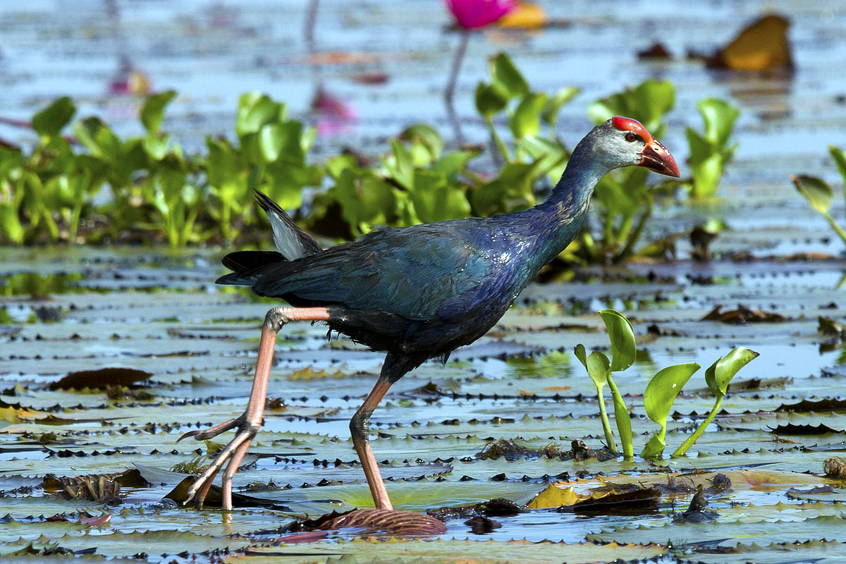 Purple swamphen at Thale Noi, Phattalung province, Thailand