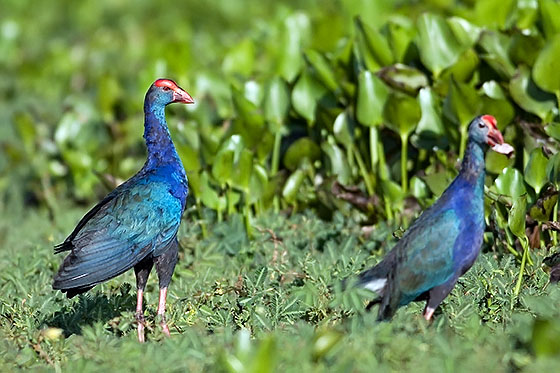 Purple swamphens, Thale Noi, Phattalung province