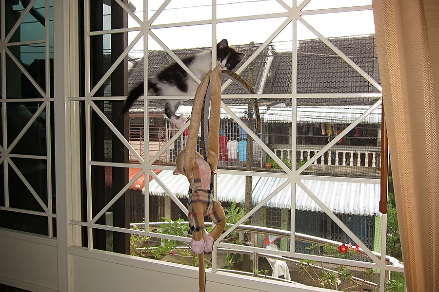Burglar bars in our old rented house to keep out cat burglars
