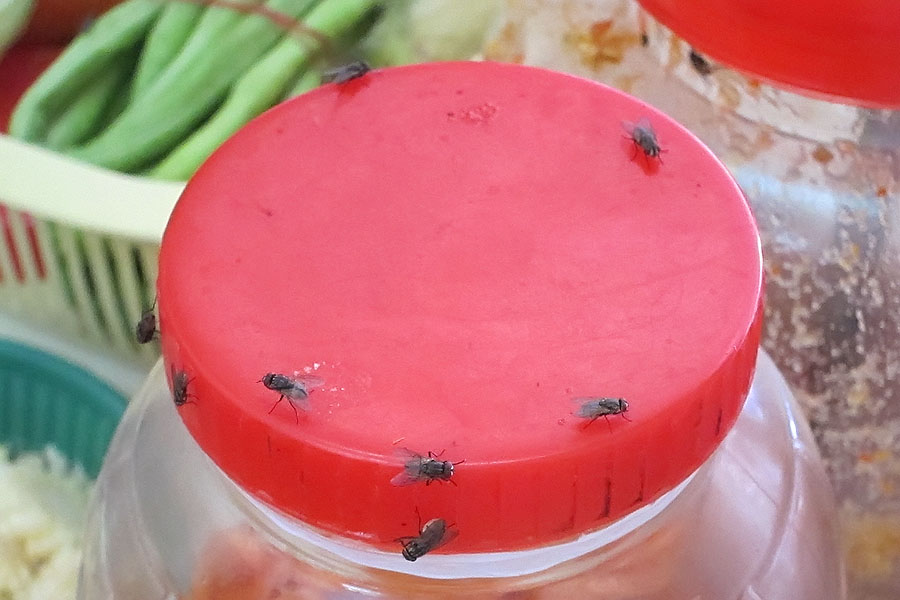 Flies on food