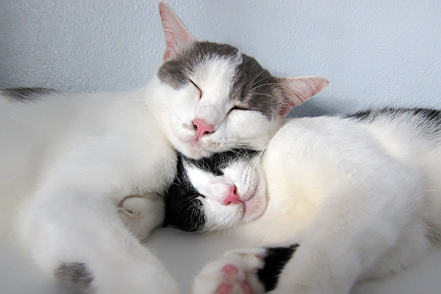 My two cats were very close