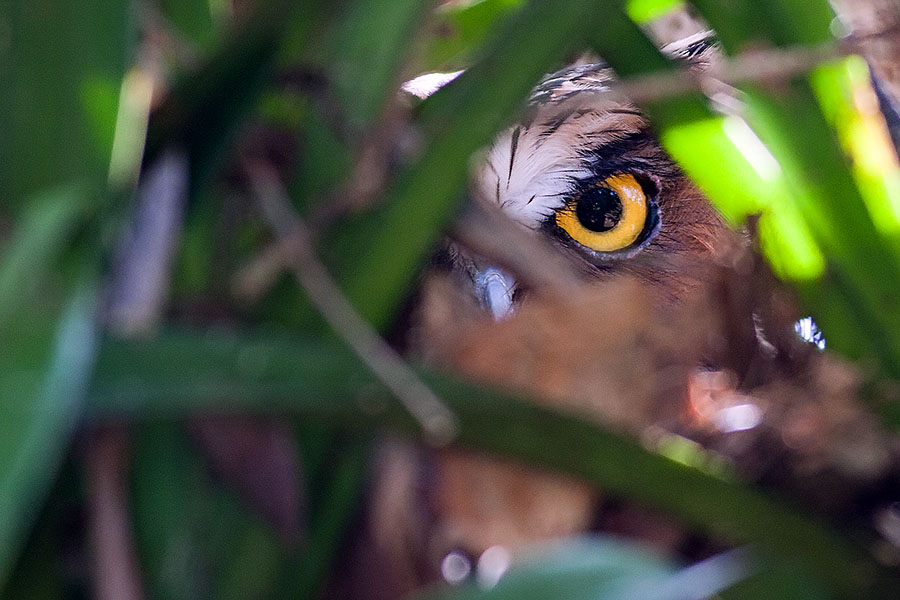 Owl at Phattalung Botanical Gardens
