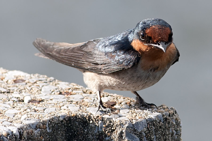 Pacific Swallow at Thale Noi, Phattalung province, Thailand