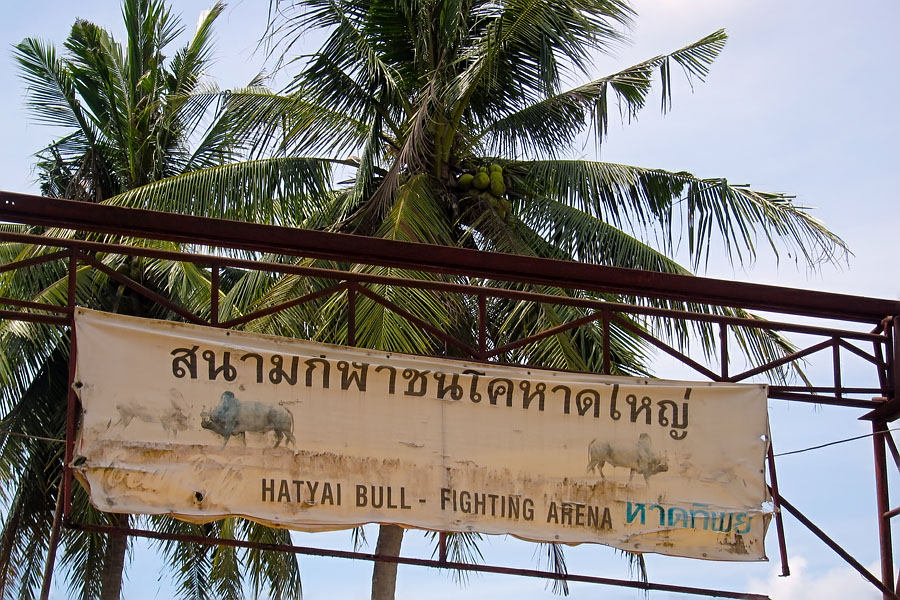 Hat Yai bullfighting arena
