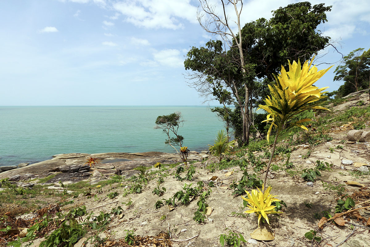 Coastline flowers, Khanom, Nakhon Sri Thammarat