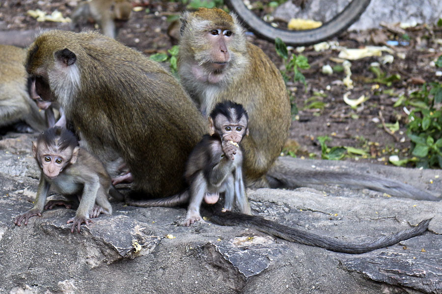 Long-tailed macaques in Phattalung province, Thailand