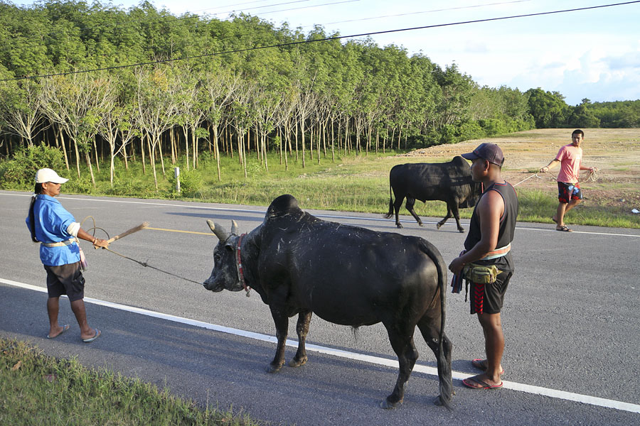 Thai bulls
