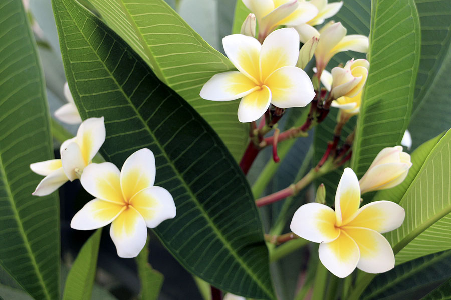 My frangipani plant, which I thought was quite attractive, met an untimely end