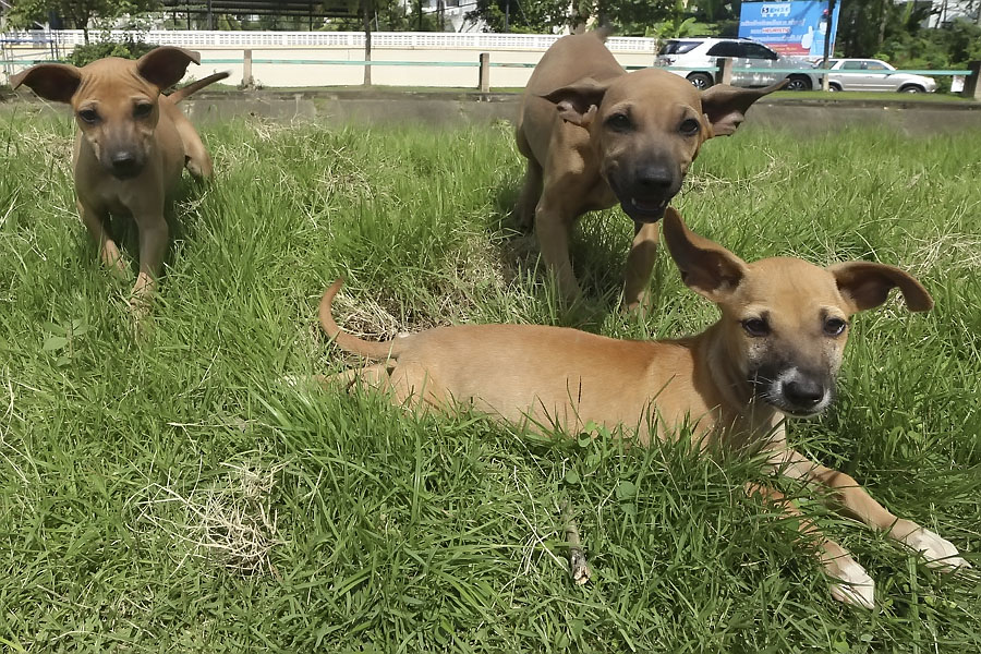 Abandoned pups at a Thai temple