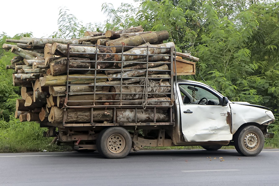Wood from para rubber trees