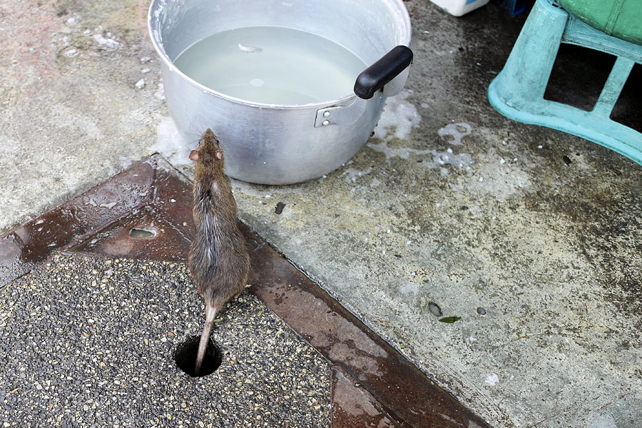 A very common sight in Thailand