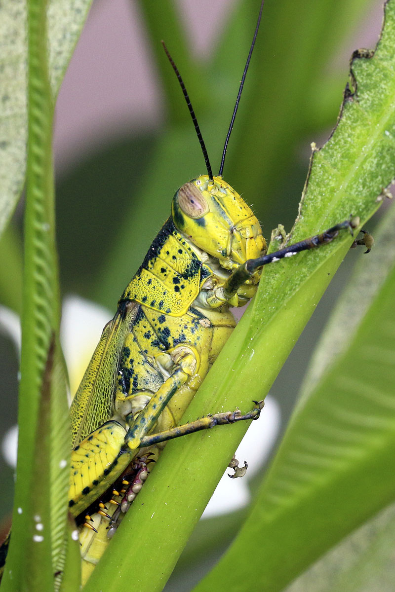 Canon EF 100mm f/2.8L IS Macro | Canon EOS M | Canon EF-EOS M Mount Adapter | ISO:800 | Aperture: f/11 | Shutter Speed: 1/125s