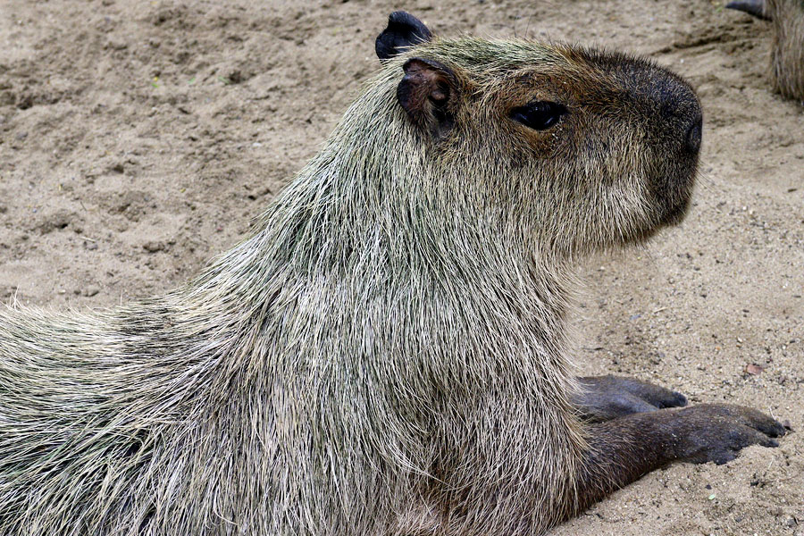 Capybara at Safari World, Bangkok