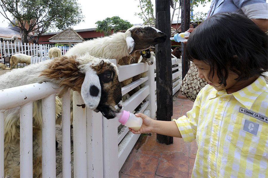 Feeding milk to the goats at Dream World in Bangkok