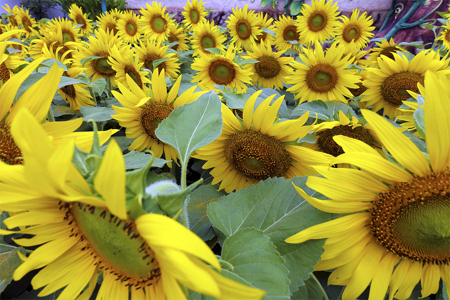 Sunflowers at Dream World