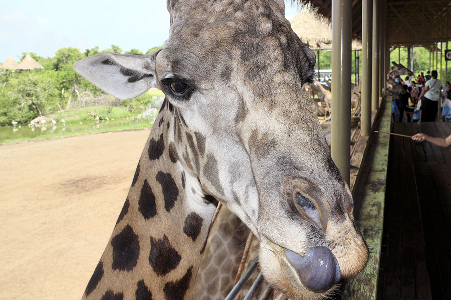 Giraffe at Safari World, Bangkok