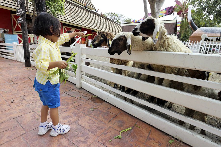 Hungry goats at Dream World in Bangkok