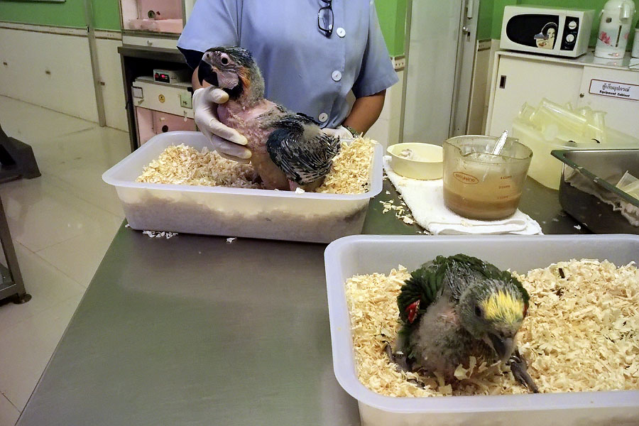Parrot chicks at Safari World, Bangkok