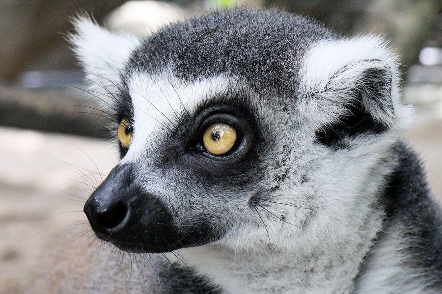 Ring-tailed lemur at Safari World, Bangkok