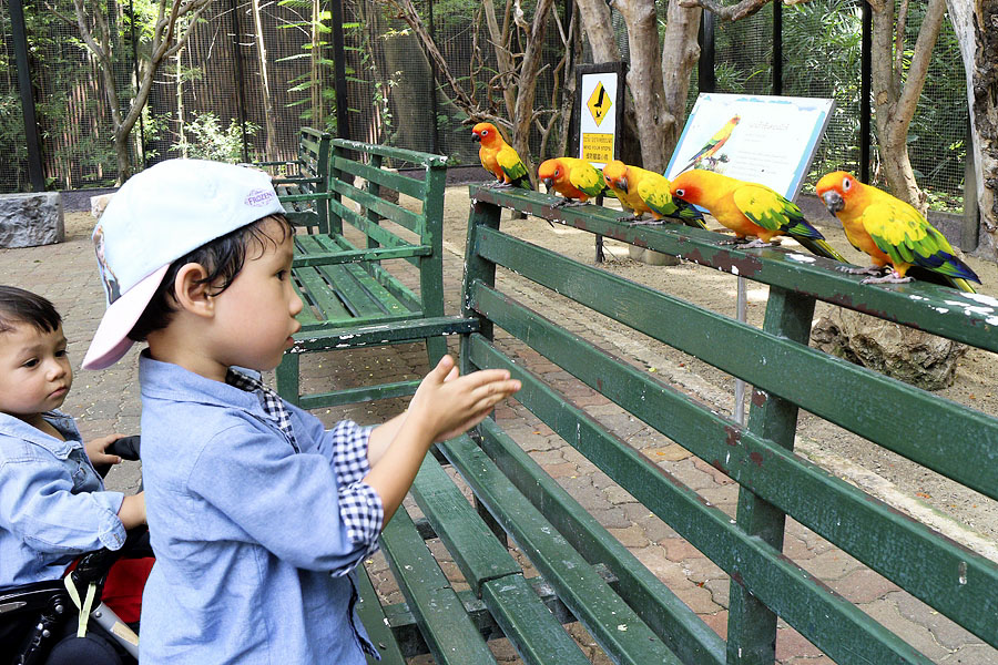 My children with some colourful sun conures at Safari World