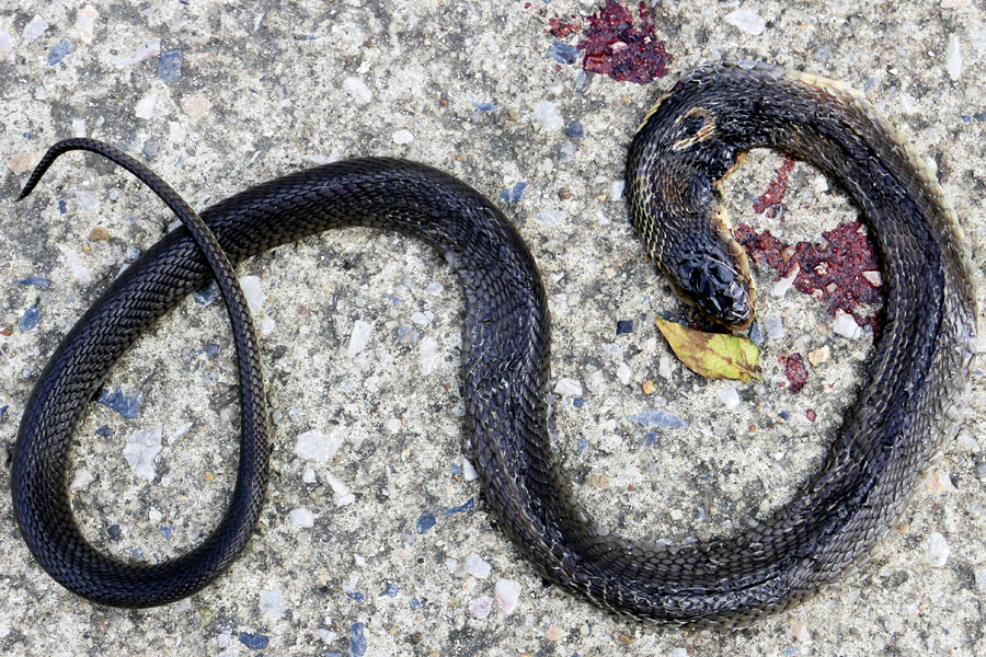 Juvenile monocled cobra