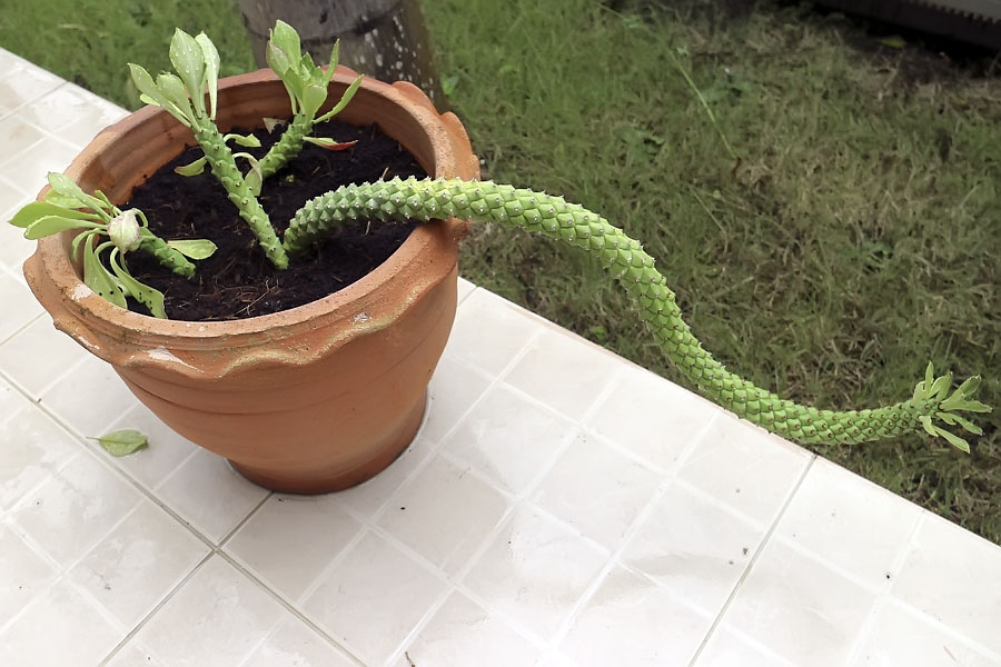 Snake repellent plant