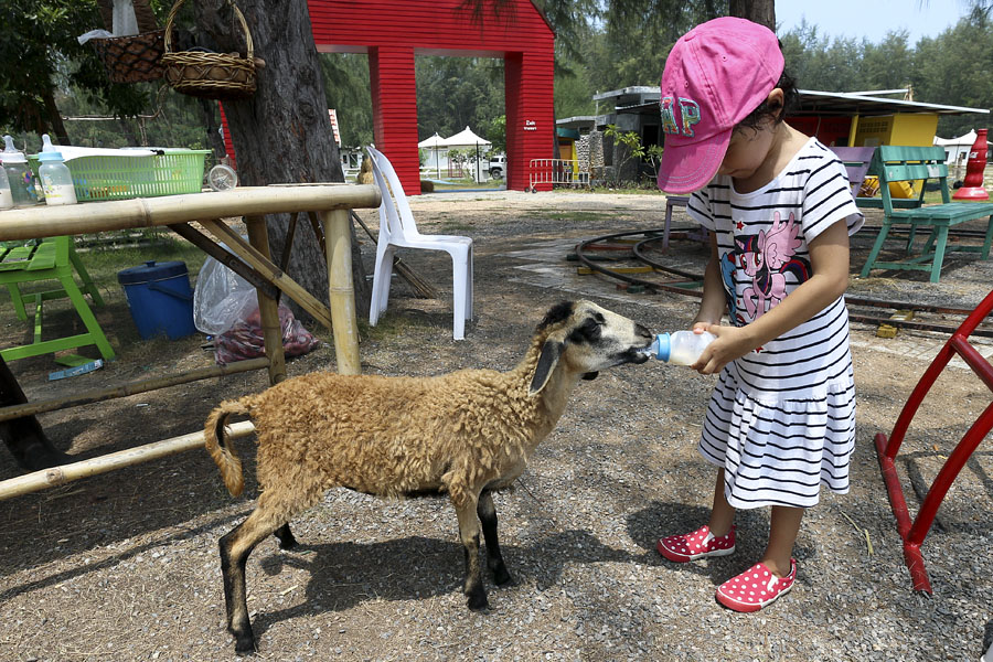 My daughter feeding a hungry goat