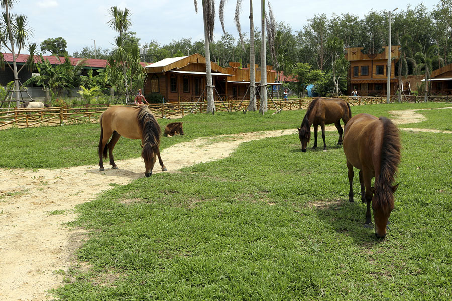 Horse Mystique, Asian Cultural Village, Dannok