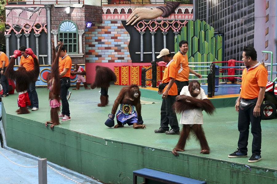 Performing orangutans at Safari World, Bangkok