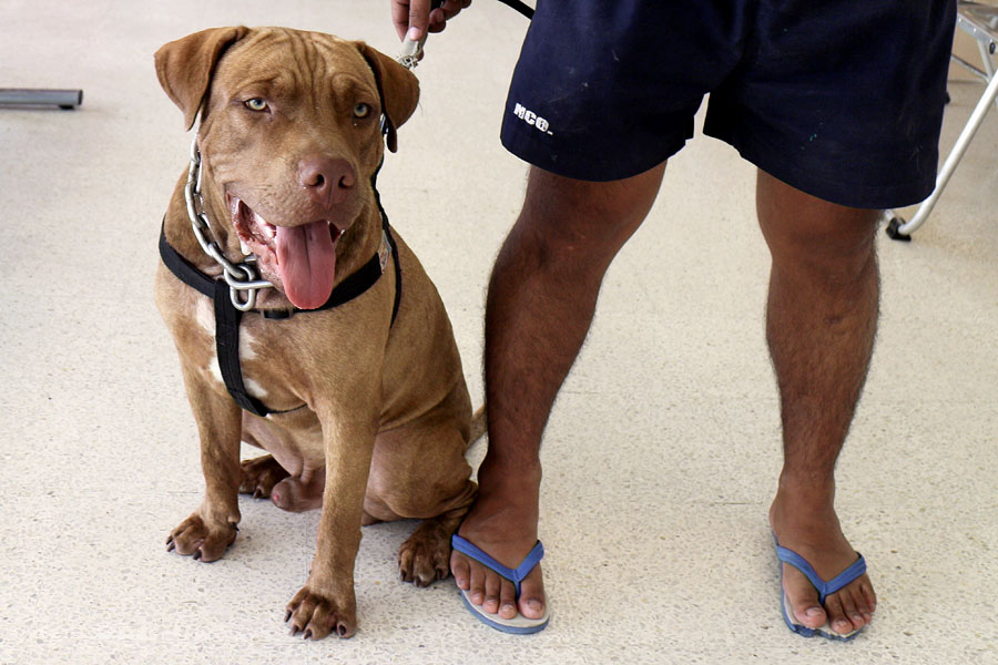 A pet American Pit Bull at one of our local animal hospitals